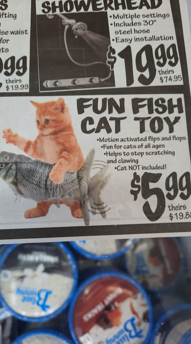CAT NOT INCLUDED