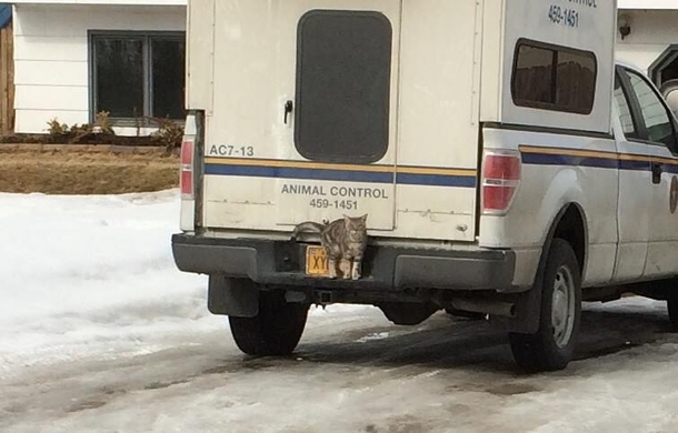 cat on the loose