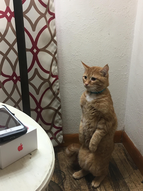 Cat or prairie dog Apparently this is what my cat does when he is scared