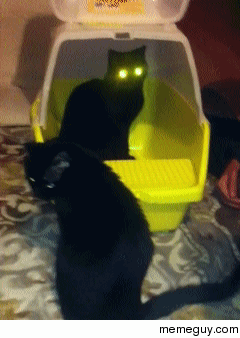 Cat overlords