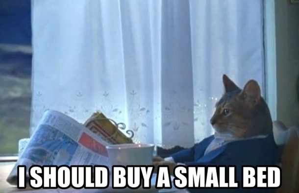 Cat owners today