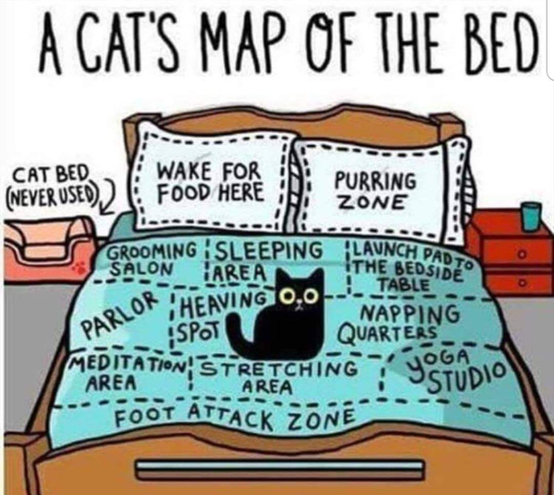 cat owners will relate