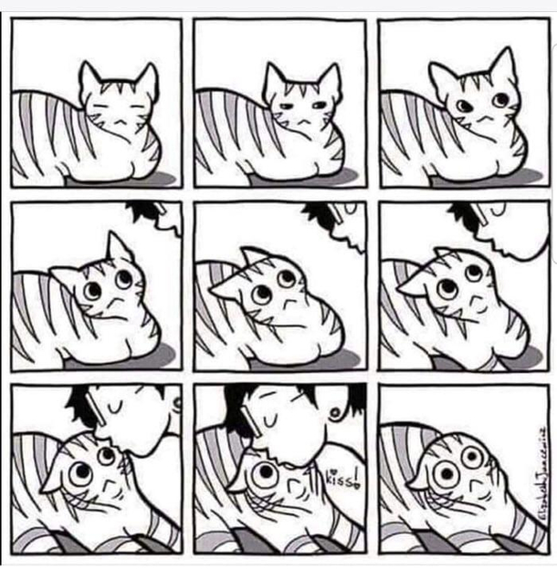 Cat owners will understand