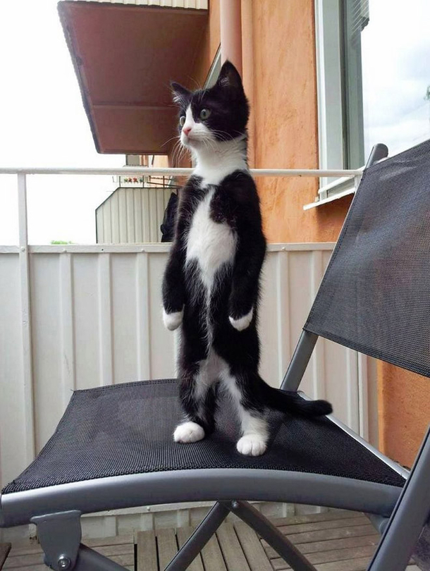 cat penguins