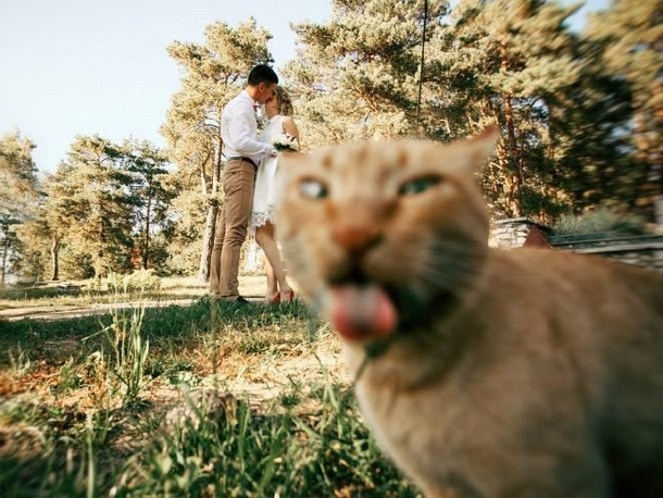 Cat Photobomb Level Bitter