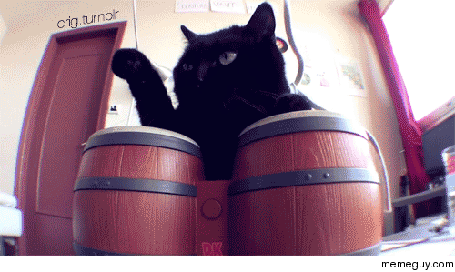 Cat playing bongos