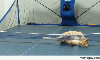 Cat playing table tennis