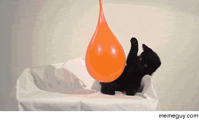 Cat playing with a water baloon 