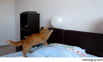 Cat plays with balloon