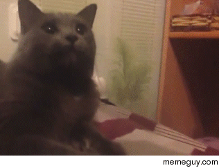 Cat reacts to sounds from tape measure