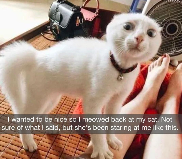 Cat realizes humans cat speak in meowish
