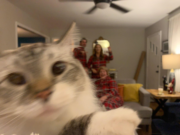 Cat ruins christmas photo