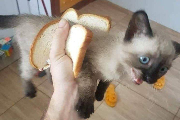 Cat Sandwich 