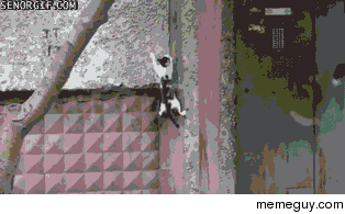 Cat scaling a wall