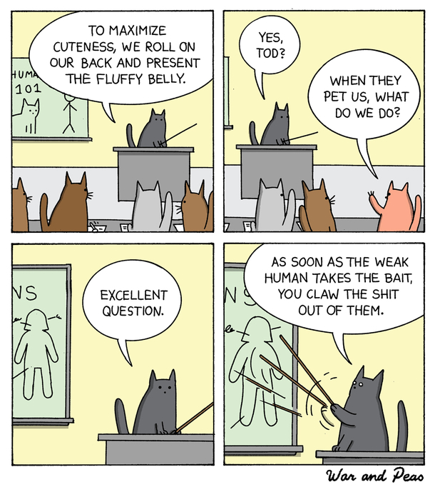 Cat School 