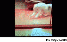 Cat seeing itself in the mirror