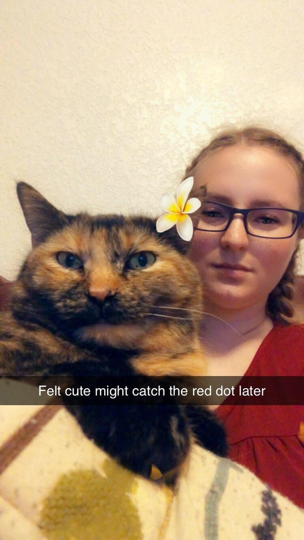 Cat selfie