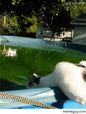 Cat skipping