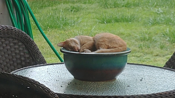 Cat Sleeping in Planter