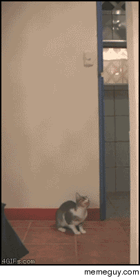Cat snatches a bat out of the air