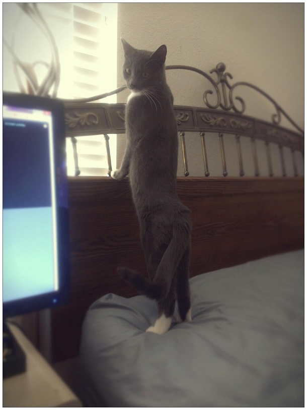 Cat started modeling recently and she is a natural at it
