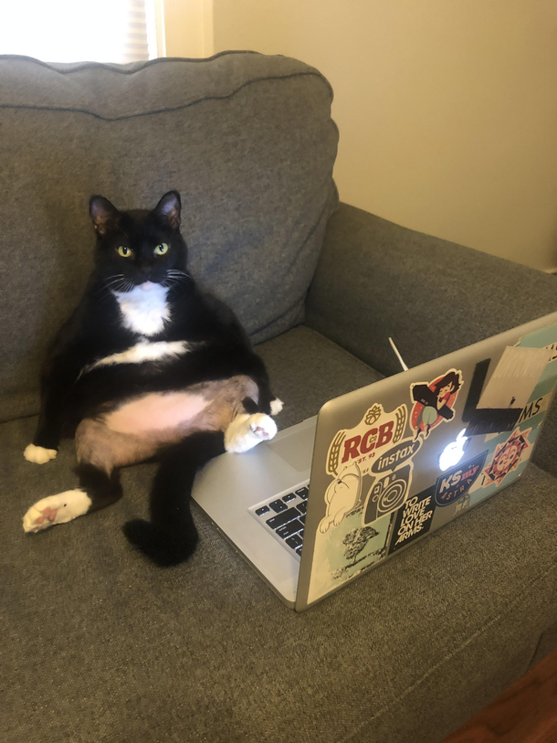 Cat-sual Fridays