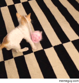 cat-tastrophy