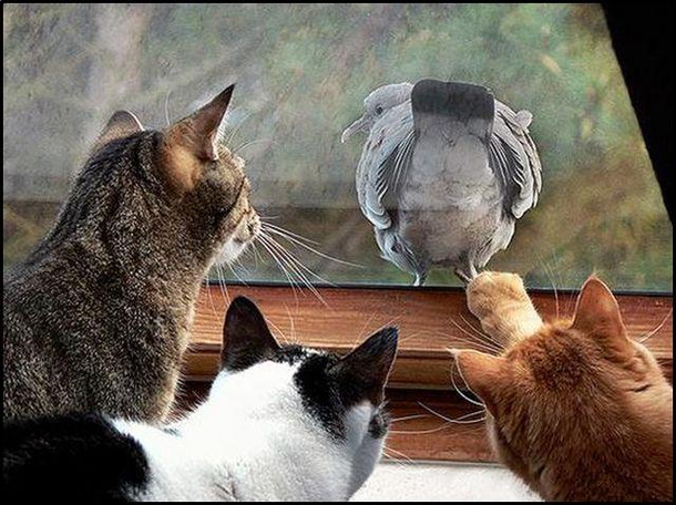Cat television