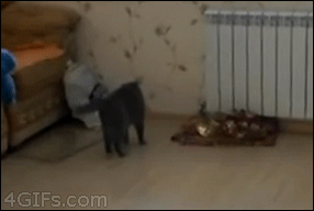 Cat thinks its a human