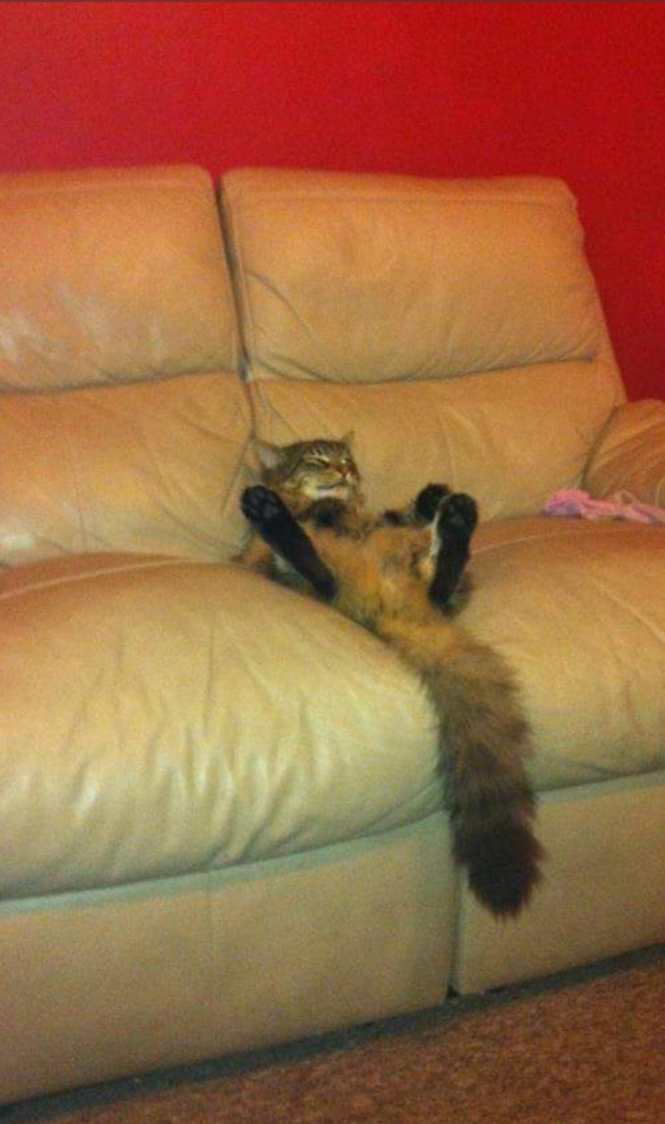 Cat thought I left for the day obv