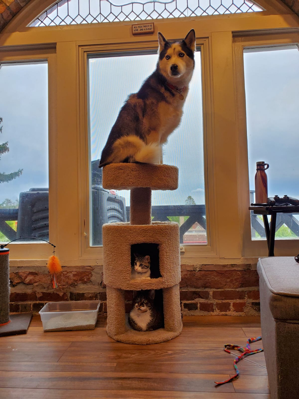 Cat tree