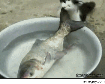 Cat trying to steal a fish x-post rAnimalsBeingJerks