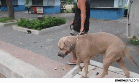 Cat uses ninja moves to save her kitten from large dog