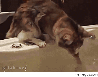 Cat vs Bathtub