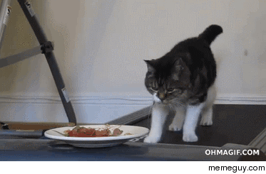 Cat vs food on a treadmill