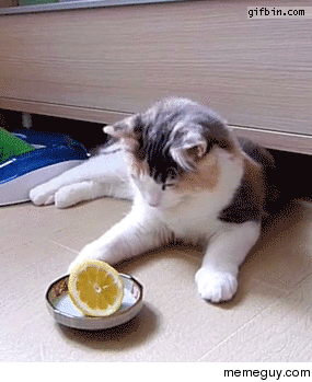 Cat vs Lemon