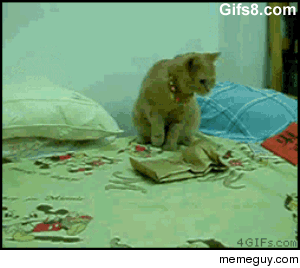 Cat vs Vibrating Paper Bag