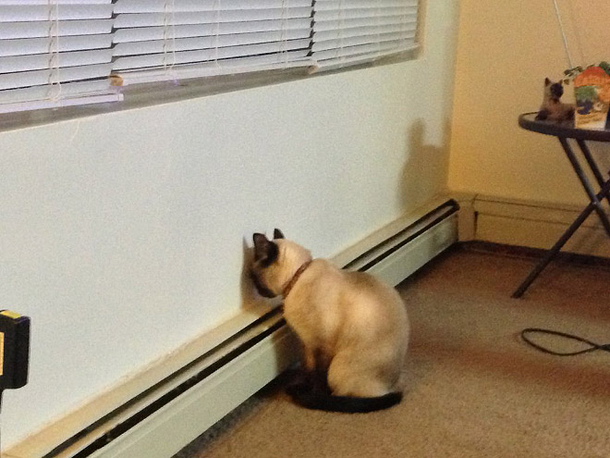 Cat vs Wall