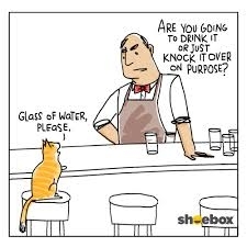 Cat walks into a bar