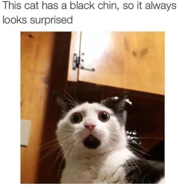 Cat with a funny chin