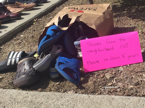 Cat with a shoe fetish