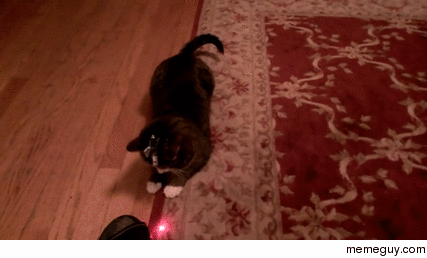Cat with head-mounted laser pointer