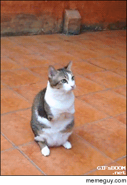 Cat with no front legs can still jump