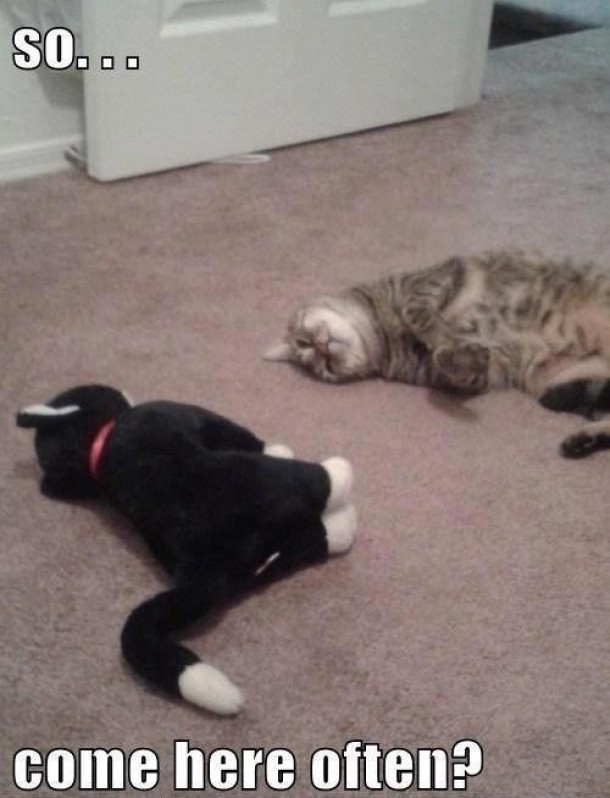 Cat with stuffed cat