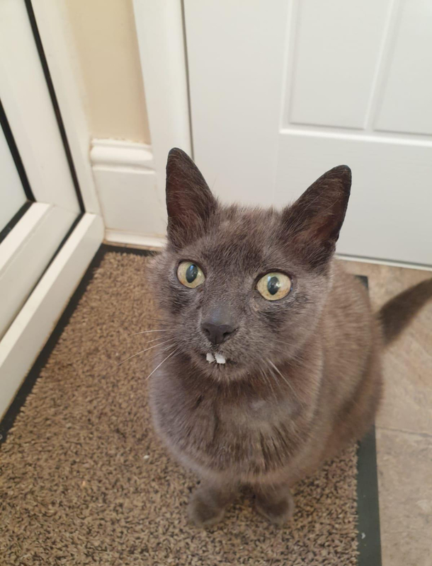 Cat with two teeth
