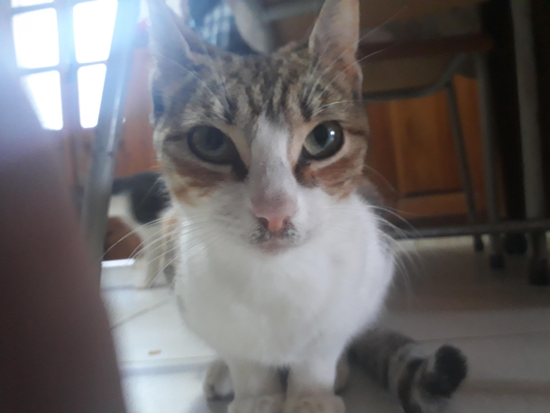 Cat woke up as Hitler today due to dirt Shes making me uncomfortable