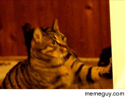 Cat workout 