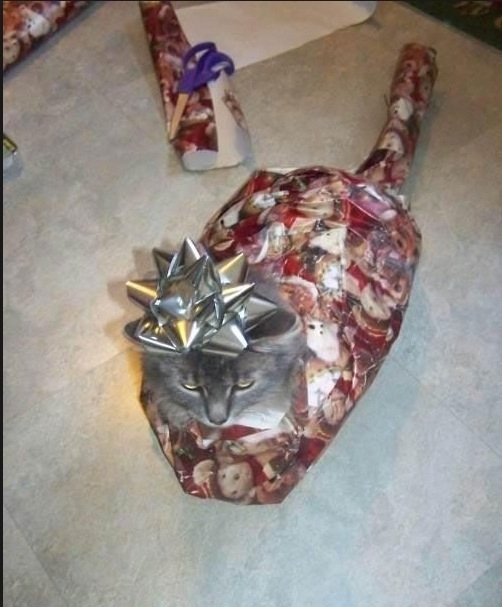 Cat Wrap