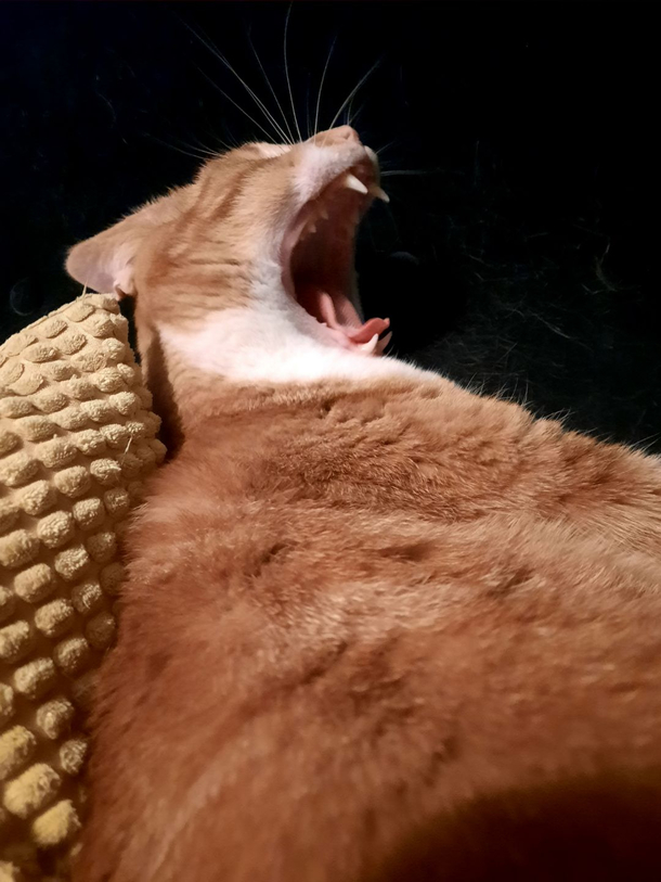 Cat yawning looks like it stubbed is toe