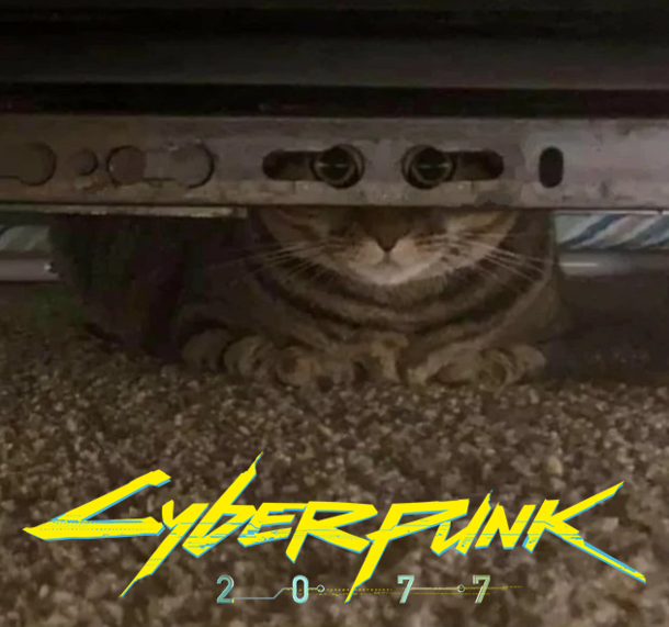 catborg engaged